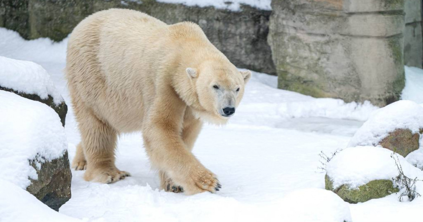 不是快滅絕了嗎？北極熊逆勢變胖　30年追蹤研究結果超意外