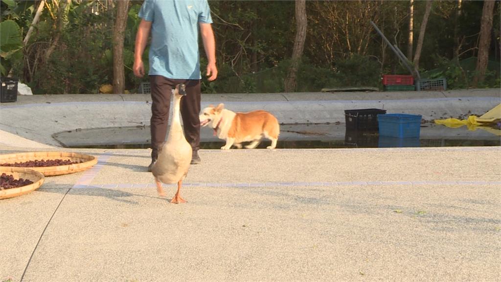 柯基和鵝當朋友 見到主人狂爭寵