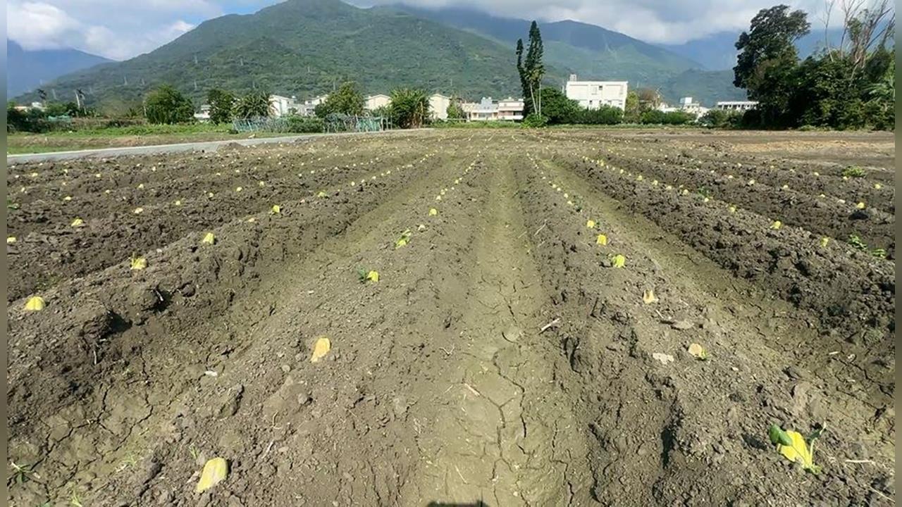 奇景!芭樂長在土裡? 農民曝真相「是這一種蔬菜」