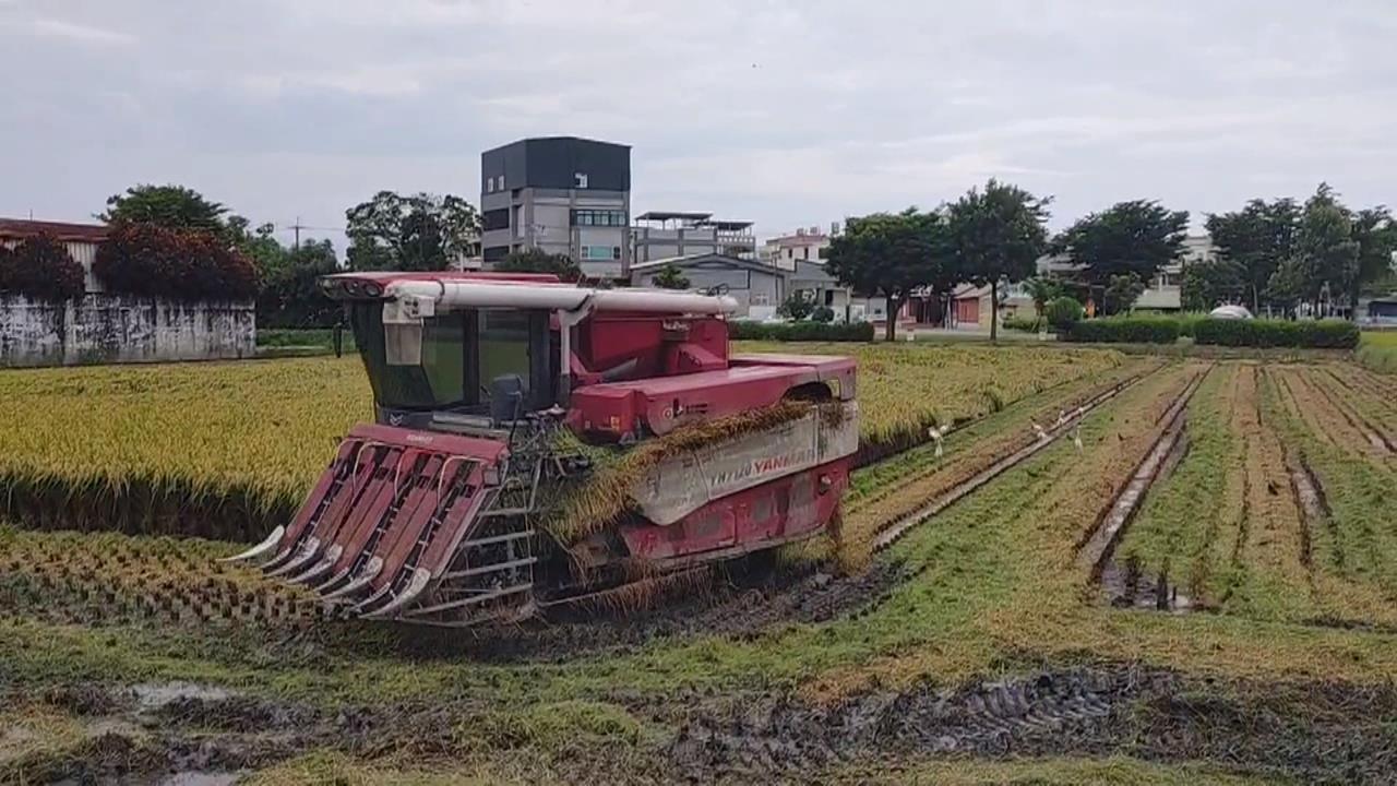 拒絕被老天＂割韭菜＂！　 雲林稻農.菜農搶收大作戰