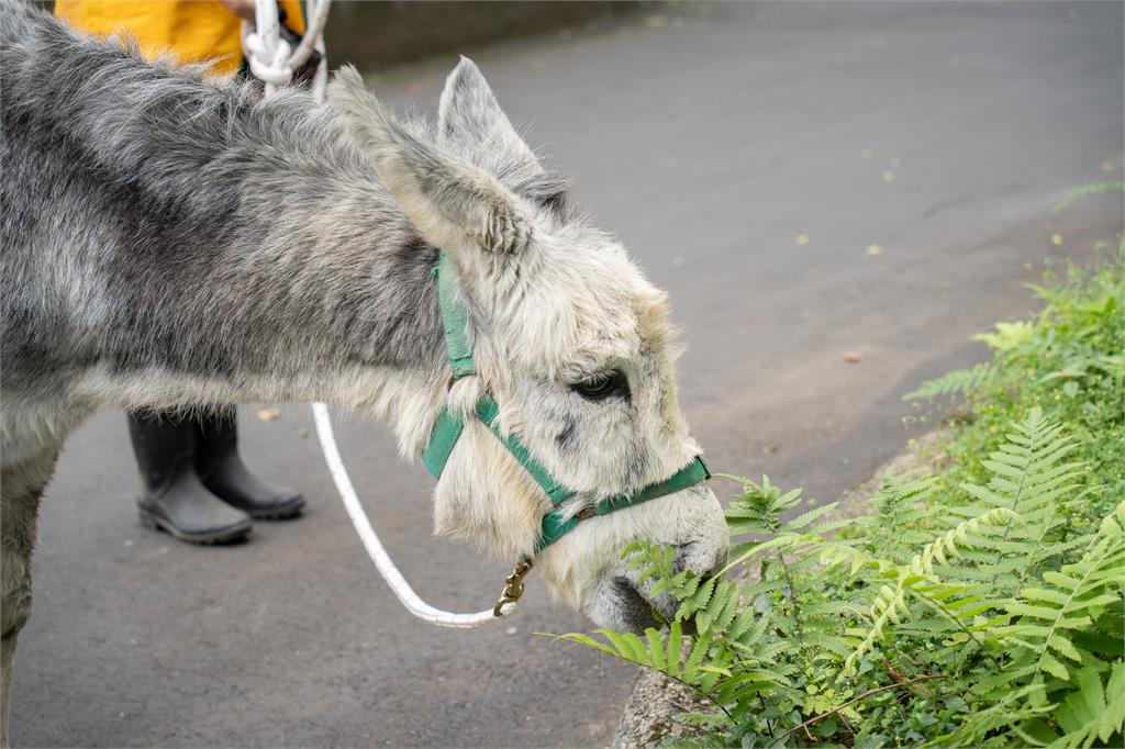快新聞／遇見迷你馬、家驢的漫步時光！　園方推週一來逛台北動物園