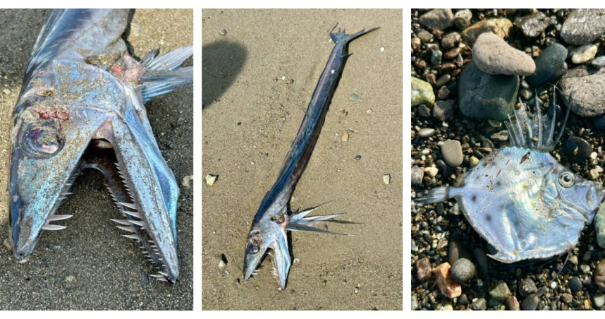 海邊出現「怪獸級深海魚」？照片瘋傳260萬次　網嚇壞：要地震了
