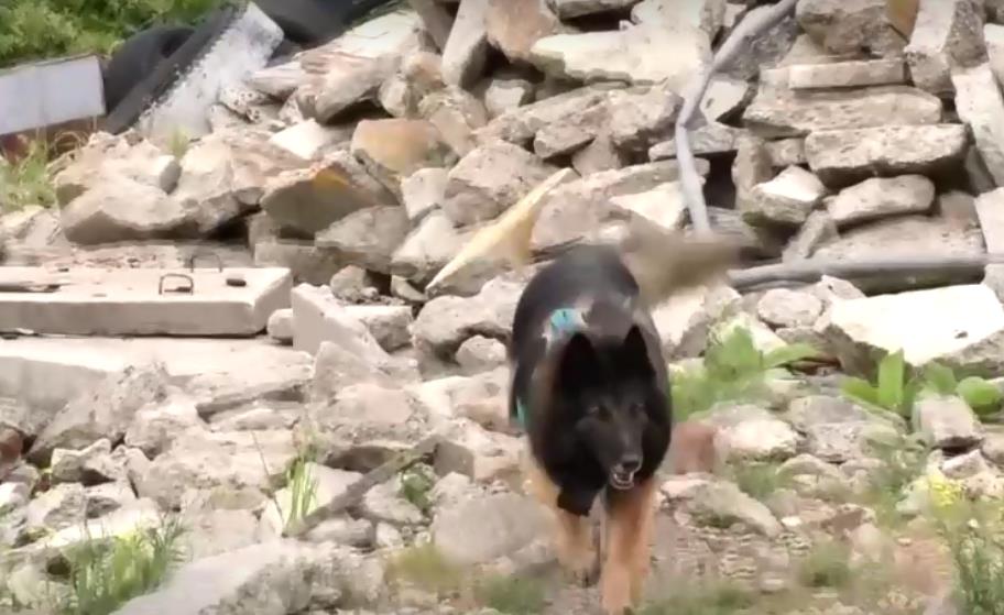 墨西哥市第一代搜救犬畢業　可投入強震救災