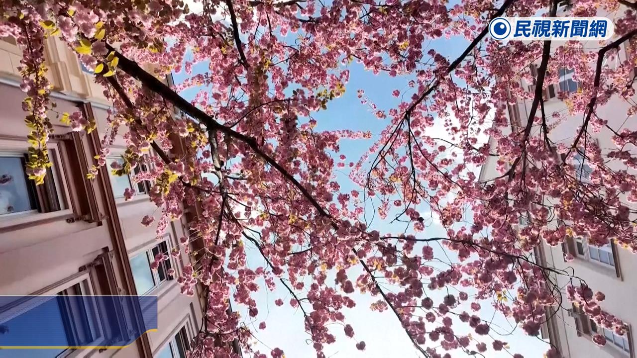德國波昂300棵櫻花開盛! 「粉紅浪漫」延續兩週