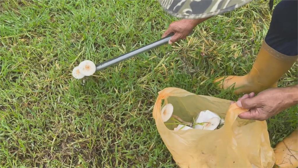 連續大雨高雄現「菇菇森林」　公園處：有毒「綠褶菇」勿食用