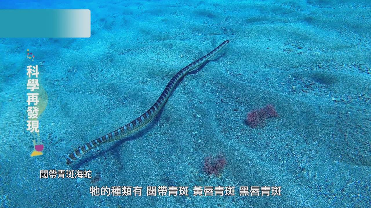 蘭嶼珊瑚礁生態　與海蛇深度共游
