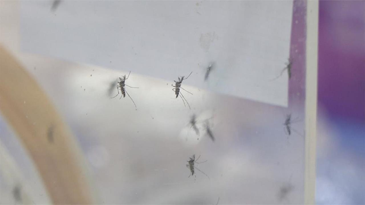 半夜打蚊子別把燈全打開！內行人瘋傳「1神招」超快打死　網友實測有效
