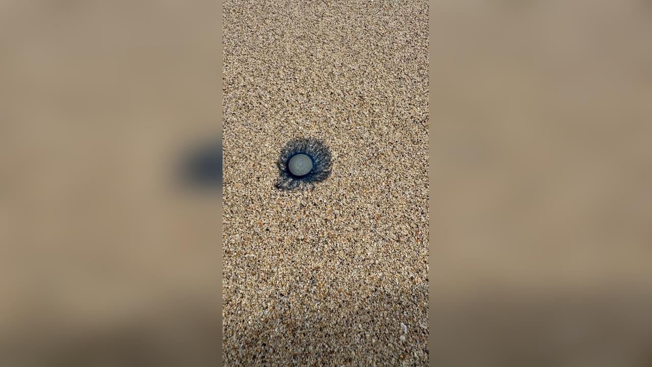小琉球首見「藍鈕扣水母」嚇壞遊客　澎湖珊瑚礁陷窒息危機