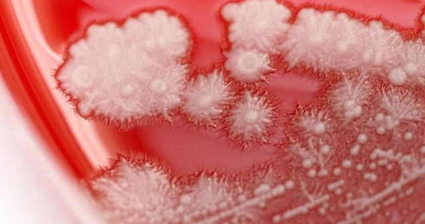 感冒亂吃抗生素更慘!36歲男喉嚨「長滿雪花」超驚悚 醫生示警了