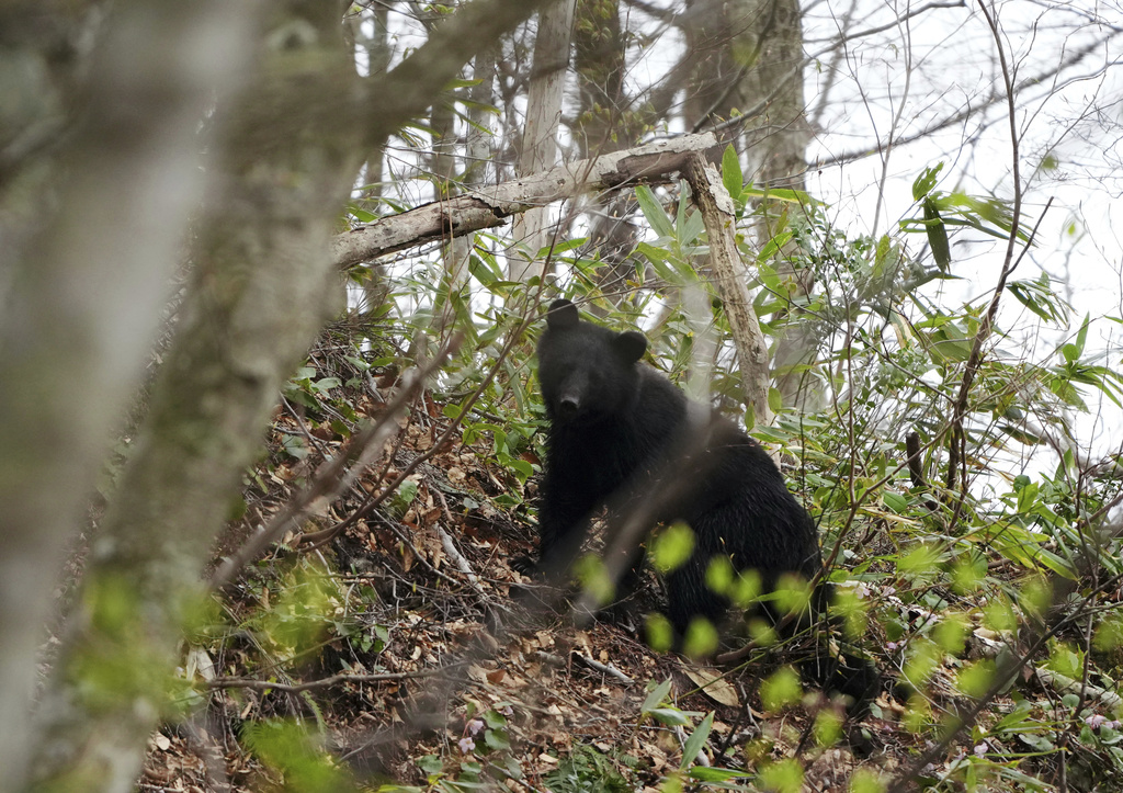 熊來了！北日本熊出沒通報數創新高　北海道發布「熊出沒」警報