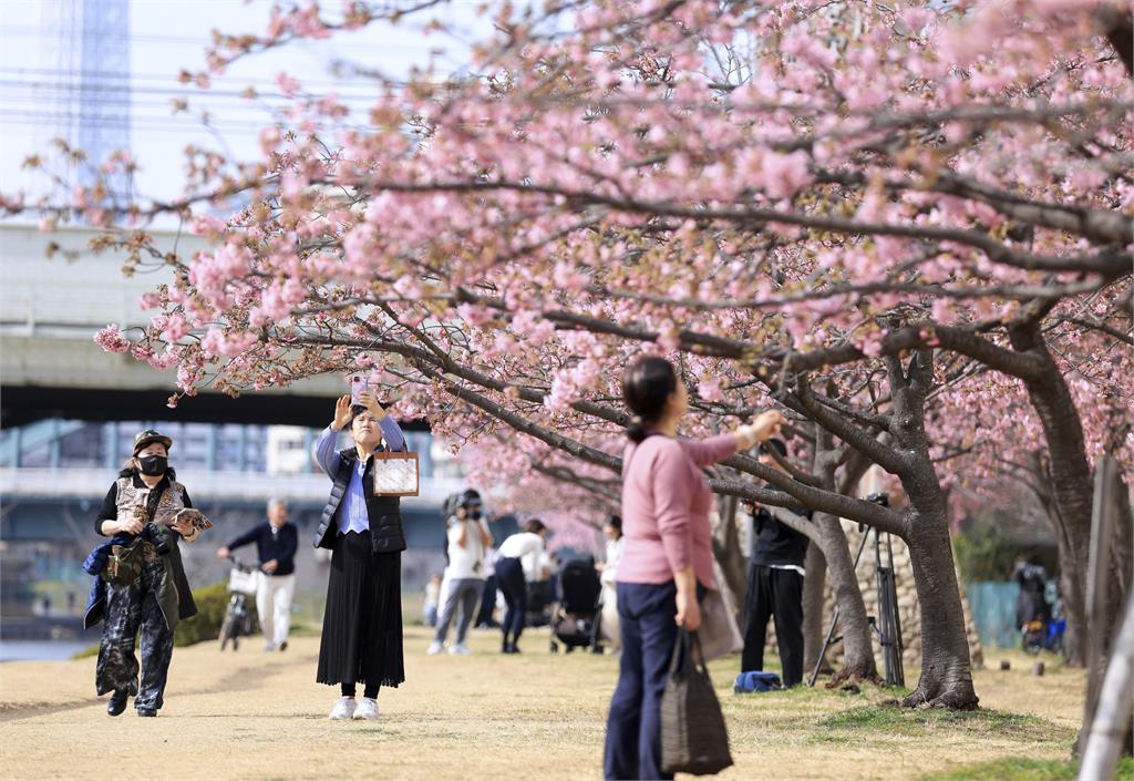 日本櫻花盛開業者把握「粉紅商機」　開發APP讓遊客輕鬆追櫻花