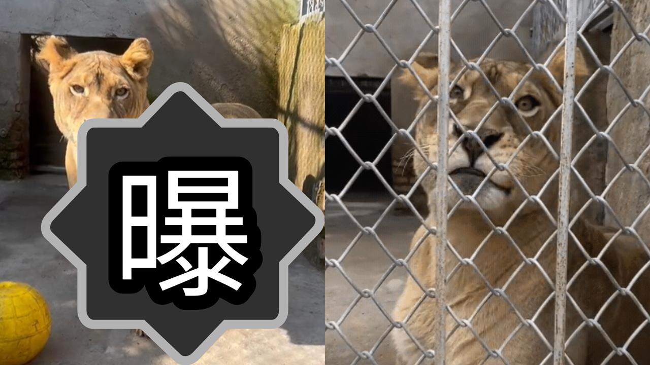 中國動物園「柯基獅」腿太短遭排擠 靠「1張圖」萌翻全網:快開放見面!