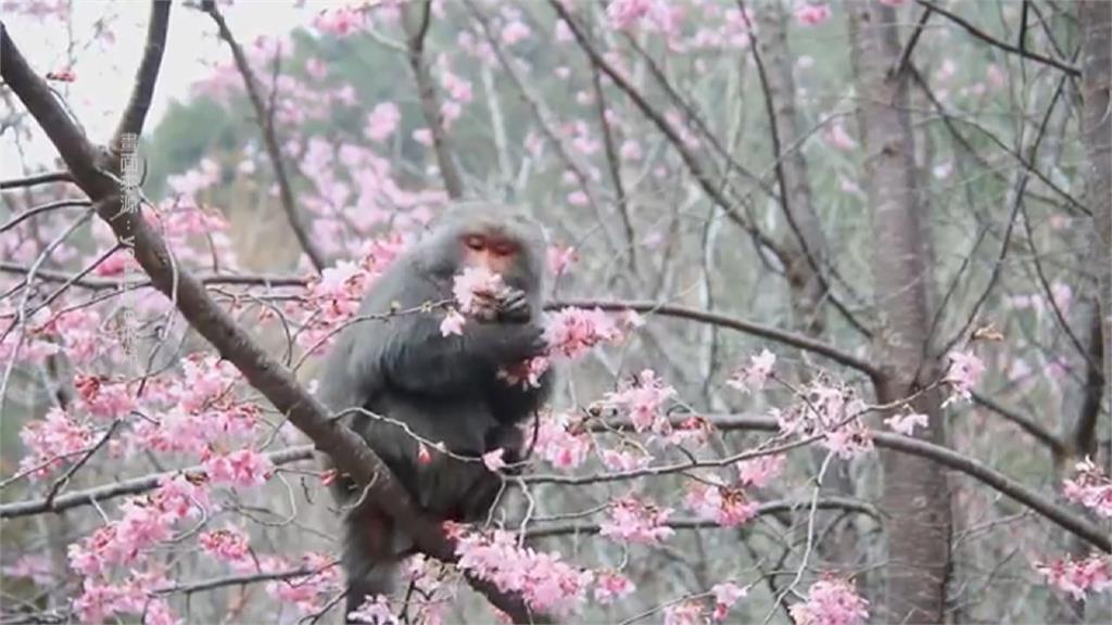 獼猴愛吃血藤花「外型酷似葡萄」專家：獼猴吃花很正常
