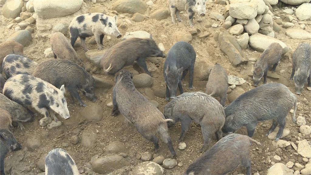這裡的豬與世無爭！曾文水庫山豬島爆紅 百餘隻山豬優遊 年吸引五萬遊客