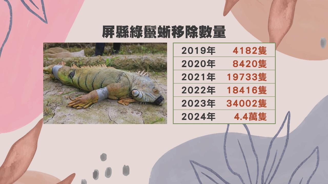 風災肆虐+綠鬣蜥啃食 萬丹紅豆製品漲價