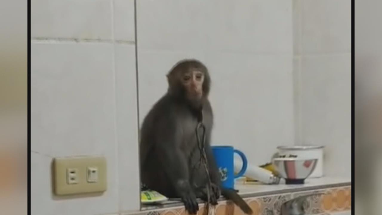 動物煉獄！領角鴞、台灣獼猴遭關籠拴鍊飼養　男涉私養保育類遭逮