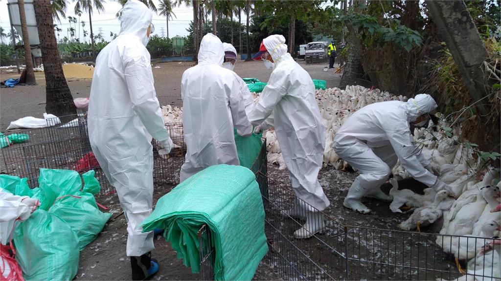 屏東養鴨場驗出禽流感H5N2！6510隻鴨遭撲殺