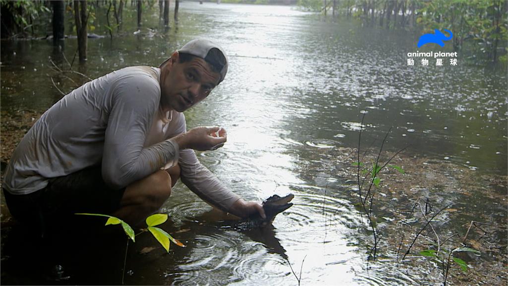 真實版寶可夢！冒險家穿越亞馬遜雨林　全靠1動作與生物溝通