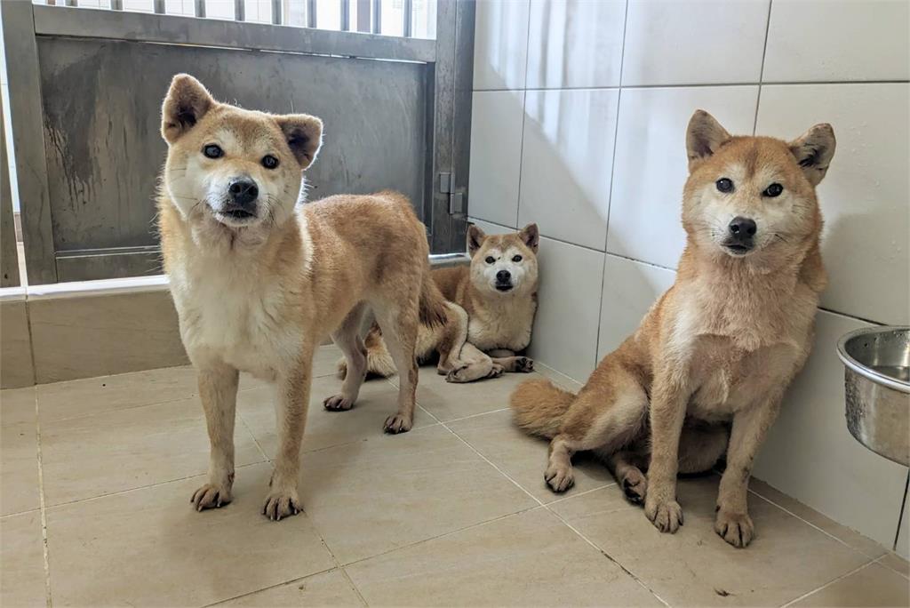 快新聞／滿地柴柴！新竹驚傳多隻柴犬遭沿路丟棄　後續有望開放領養