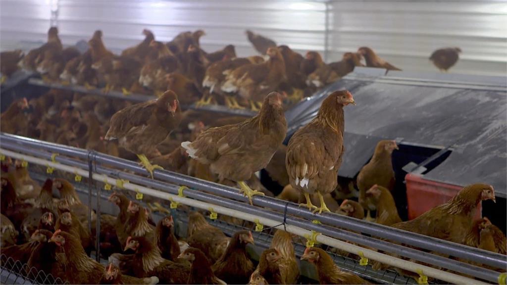 禽流感爆發、飼料成本上升　美國蛋價飆漲近160％