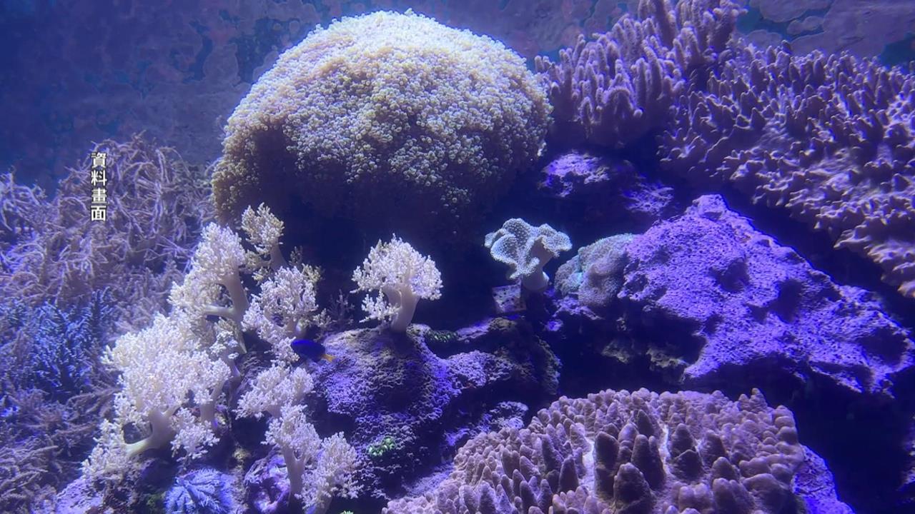 墾丁國家公園目擊「盜採珊瑚」　不肖潛客當Buffet抓一大袋