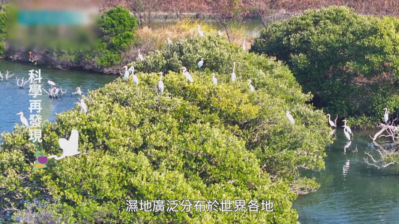 濕地生態系豐富　應提升國人對濕地重視