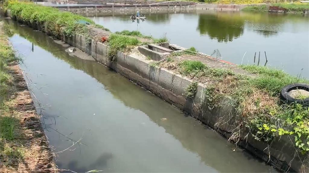 大半夜的在撈什麼？　東港排水溝竟出現大量「白蝦」