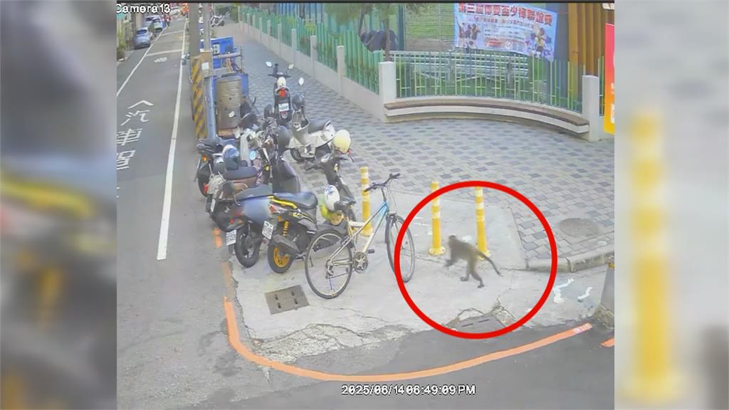 獼猴兩度偷香蕉都得逞！　開心蹦跳享用戰利品畫面監視器全都錄
