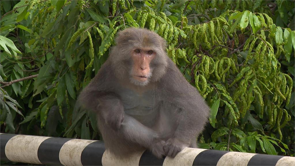 民眾柴山公園餵食猴子惹議！　被檢舉最高可開罰一萬元