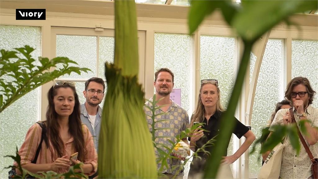 瀕危「屍花」睽違15年將盛開　雪梨植物園湧人潮