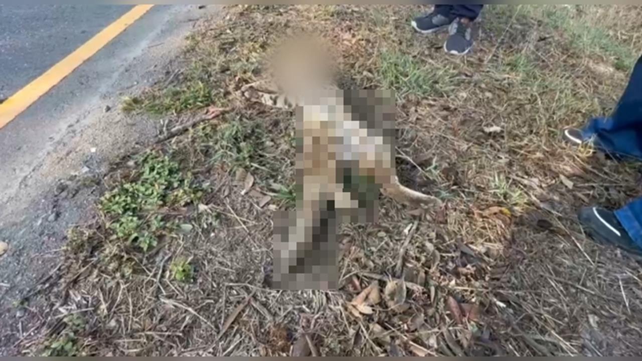 今年首起！彰化和美石虎遭路殺　初判為覓食遭撞亡