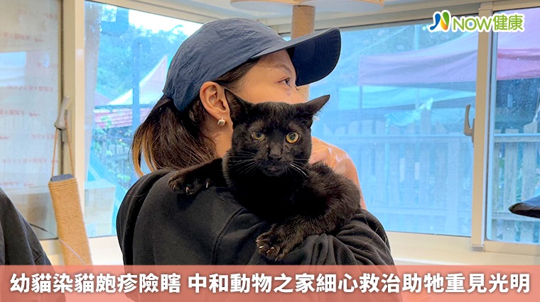 幼貓染貓皰疹險瞎　中和動物之家細心救治助牠重見光明