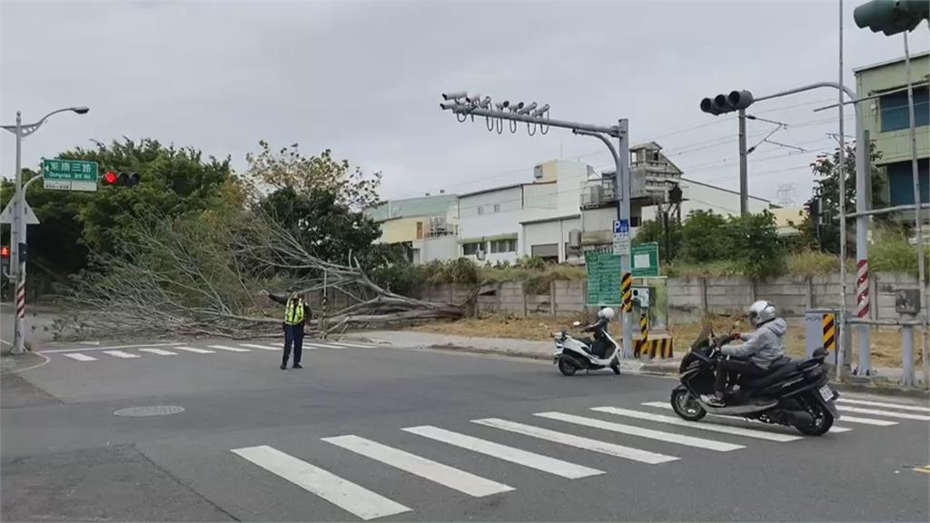 天冷風大 台南永康路樹倒塌占據車道