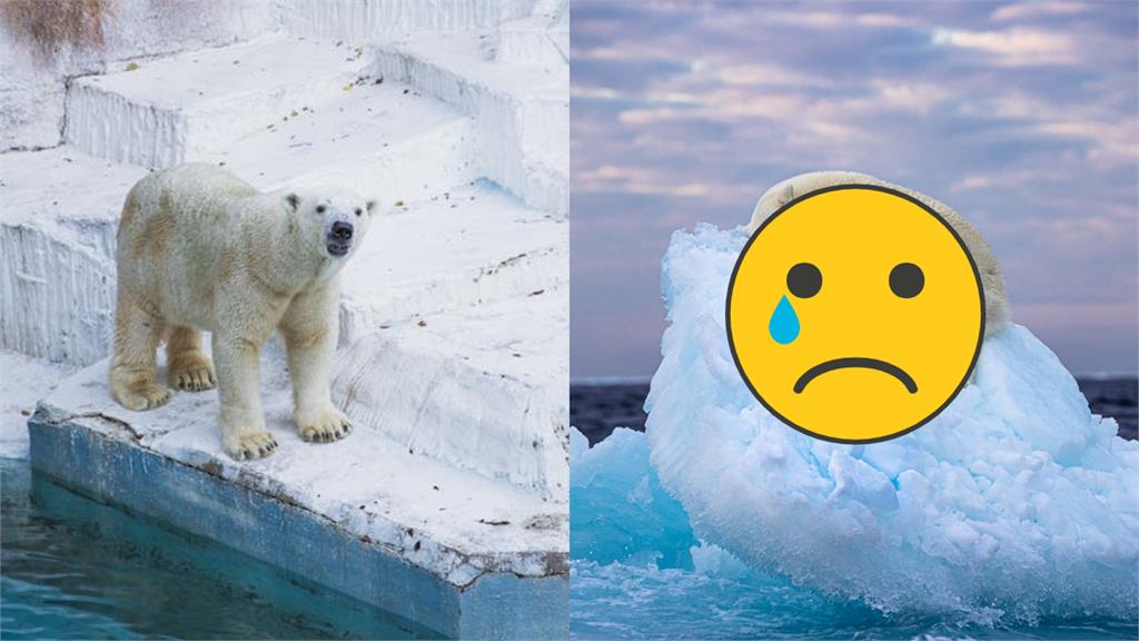 好心碎…北極熊窩「漂浮小冰山」熟睡！哀傷1幕獲「年度野生動物人氣獎」
