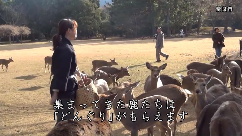 疫情影響遊客銳減！日本<em>奈良鹿</em>「野生化」覓食