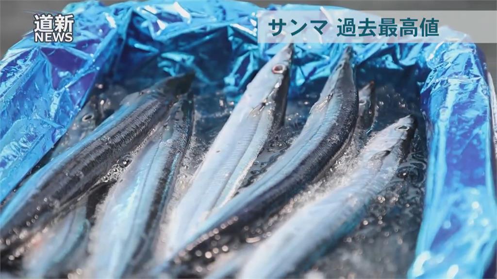 北海道1條秋刀魚3800元台幣　創下史上新高紀錄
