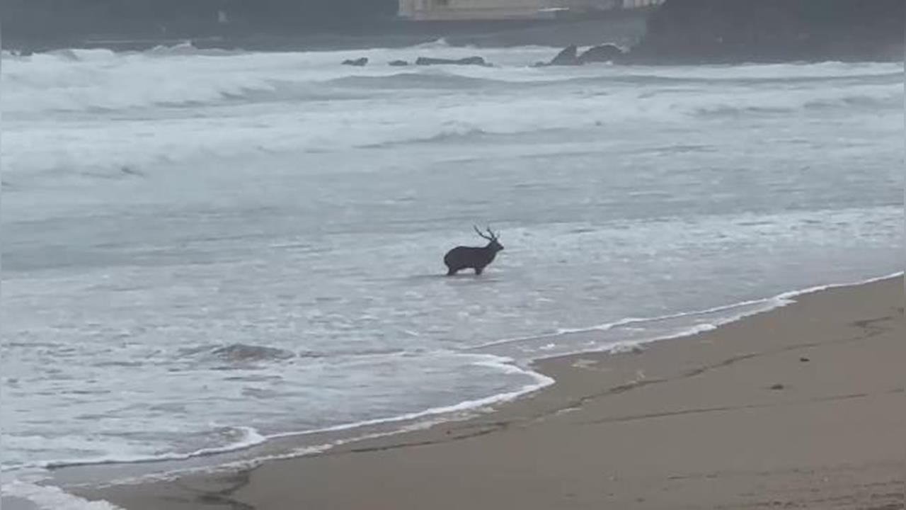 快新聞／墾丁海灘竟出現梅花鹿！疑遭野狗咬傷無法逃離　多次險遭大浪滅頂