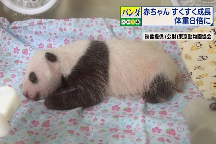 上野動物園貓熊寶寶滿月了！民眾上網幫取名