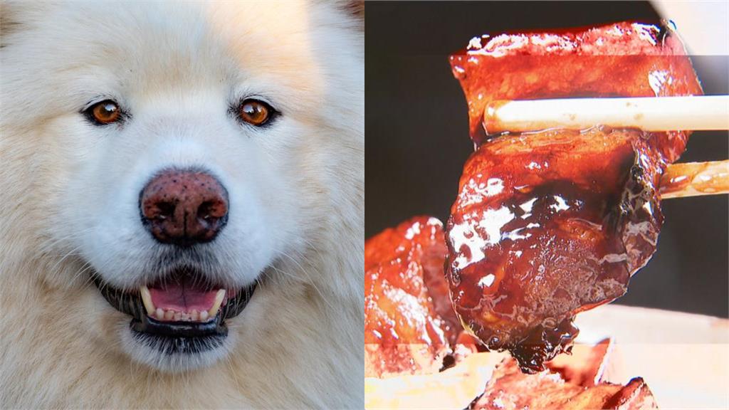 薩摩耶餓昏頭瘋狂開舔「2D爌肉圖」 邊境牧羊犬大傻眼:是餓多久?
