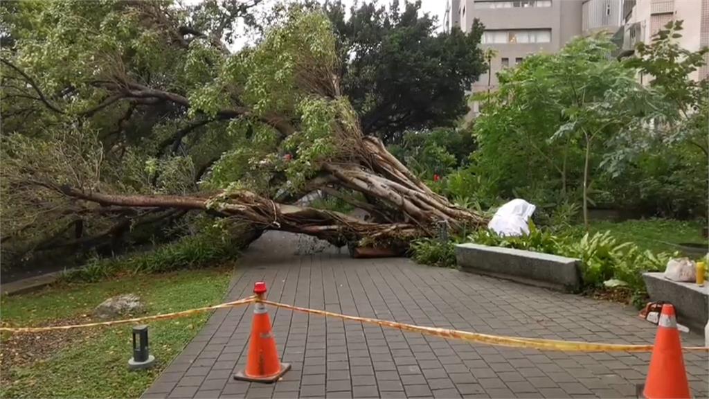 驚險瞬間！暴風雨吹倒中原大學大榕樹　2學生險遭砸中