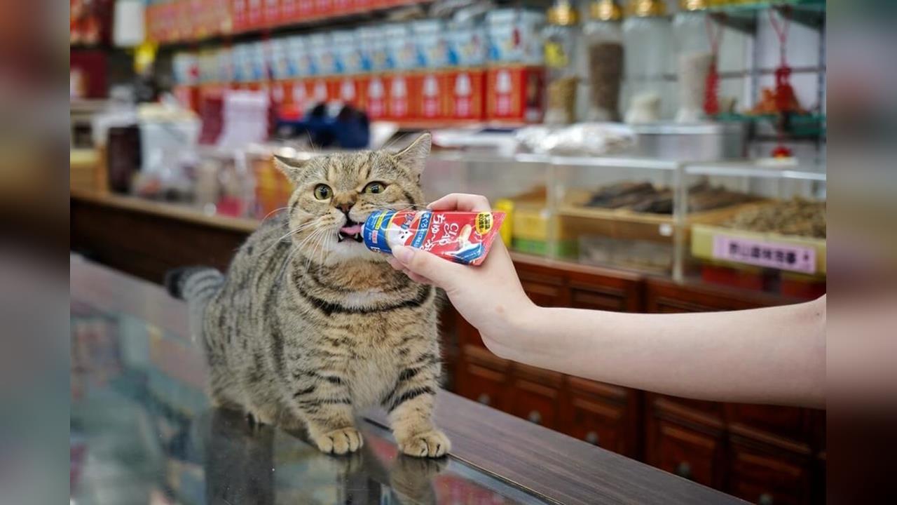 大稻埕貓店長當起「喵模」  吸客又帶旺買氣