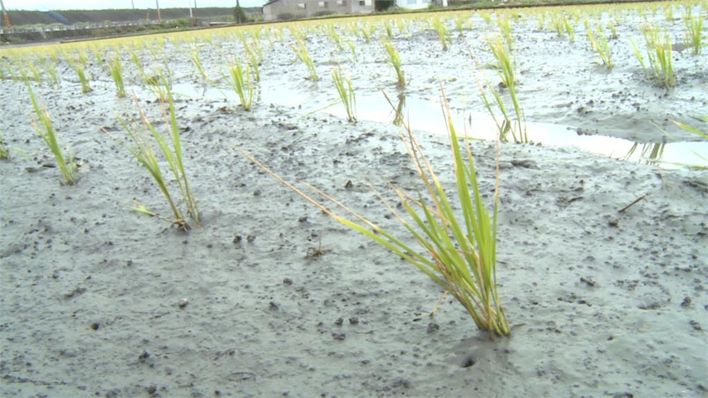 久未下雨抽河水灌溉 河水「鹽化」50公頃秧苗枯黃