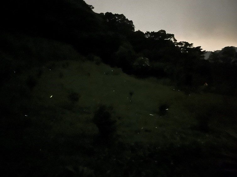 台北南港大坑溪推賞螢導覽　全程免費快揪親友一起來