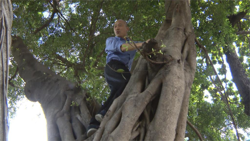 視察登革熱！韓國瑜爬樹稱「樹上有洞長蚊子」