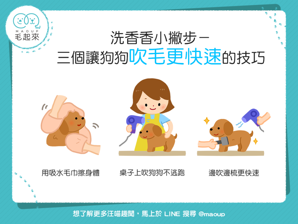 【汪汪洗香澎】狗狗毛好難乾怎麼辦？3個更快速吹毛的技巧！
