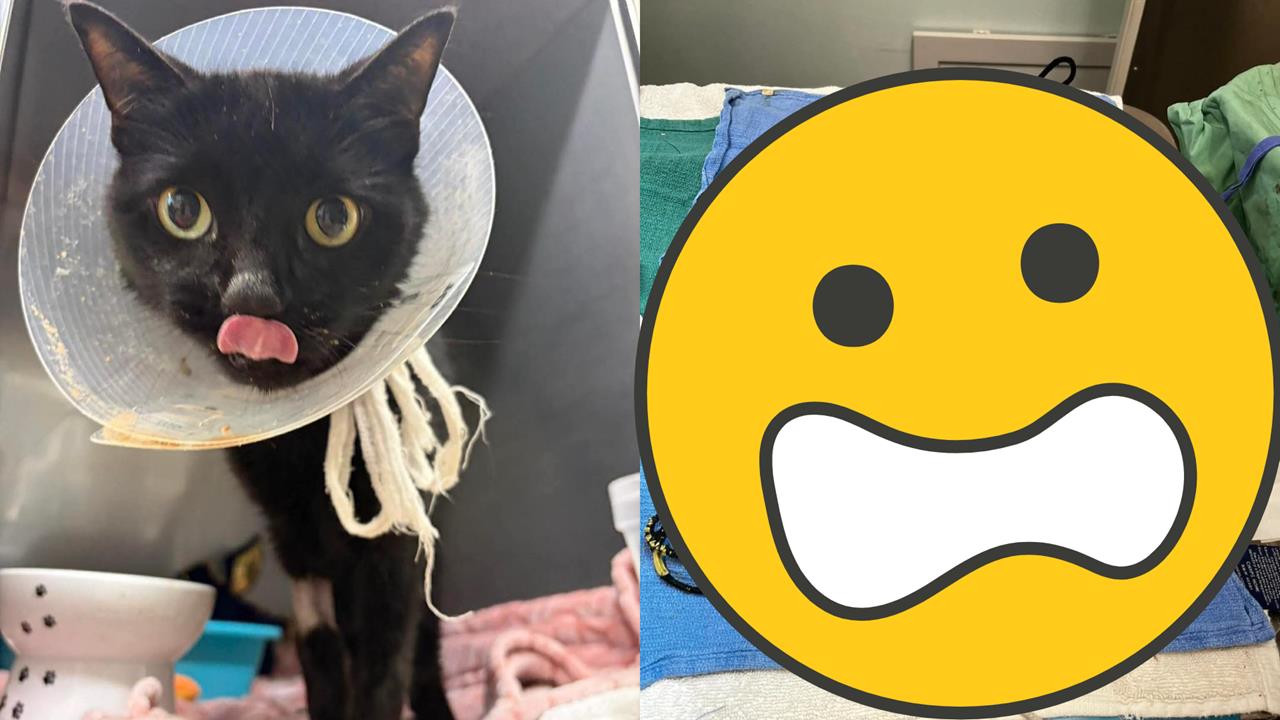 居家小物成隱形殺手！黑貓胃中竟「塞滿26條髮圈」醫嚇壞：不是每個都這樣幸運