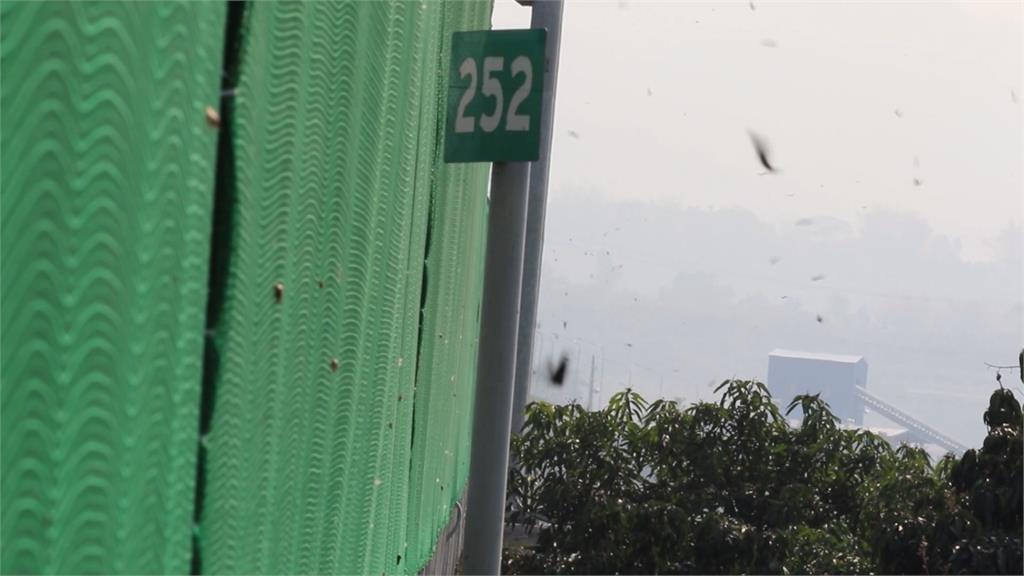 紫斑蝶北返狂潮 國3雲林段出現「紫爆」奇景