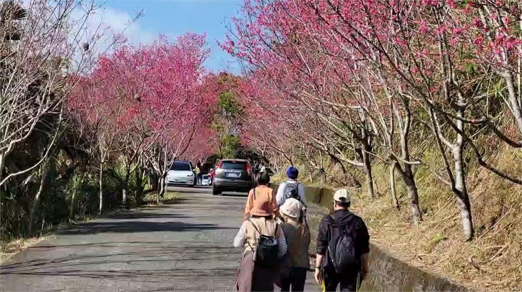 最美櫻花大道！宜蘭燈篙林道　民眾走春猛拍