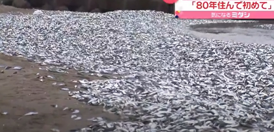 世界異象！巨量沙丁魚屍體遍部沙灘...當地居民嚇壞：80年首見