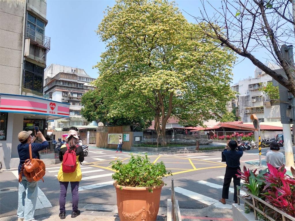 不用出國！台北賞花秘境藏巷弄 台電魚木花季爆開中